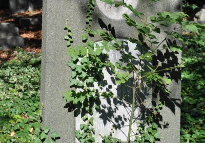 Teplice městský, Omnium, 2020