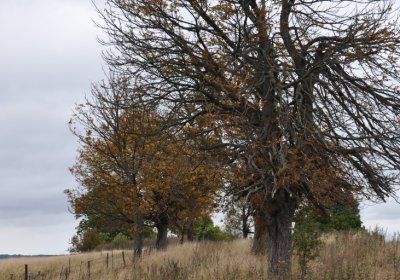 Křimov, Omnium, 2020