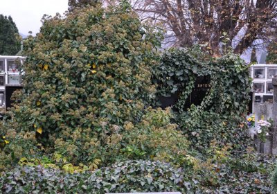 Novosedlice, Omnium, 2020