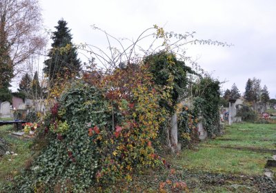 Novosedlice, Omnium, 2020