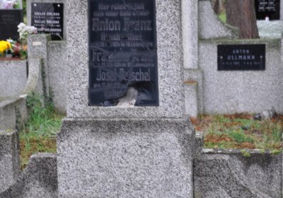 Novosedlice, Omnium, 2020