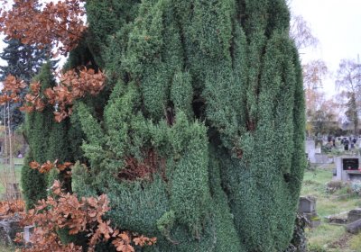 Novosedlice, Omnium, 2020