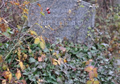 Novosedlice, Omnium, 2020