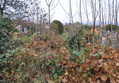 Novosedlice, Omnium, 2020