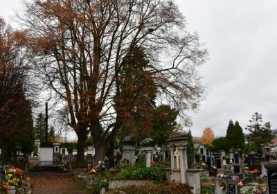 Novosedlice, Omnium, 2020