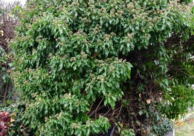 Novosedlice, Omnium, 2020