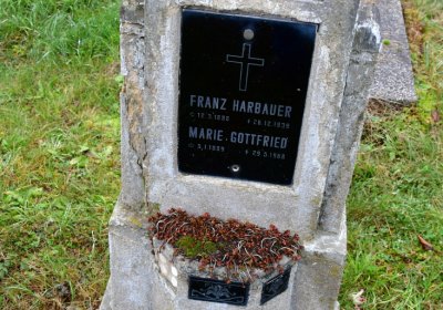 Novosedlice, Omnium, 2020