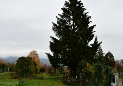 Novosedlice, Omnium, 2020