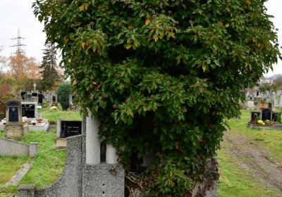 Novosedlice, Omnium, 2020