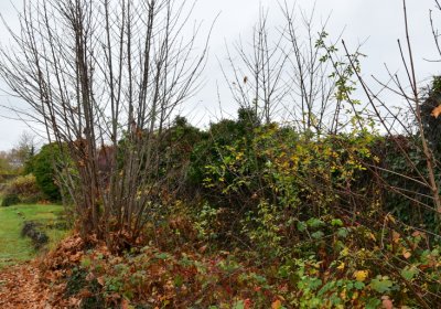 Novosedlice, Omnium, 2020