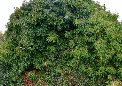 Novosedlice, Omnium, 2020