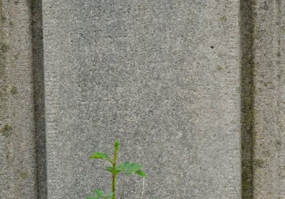 Novosedlice, Omnium, 2020