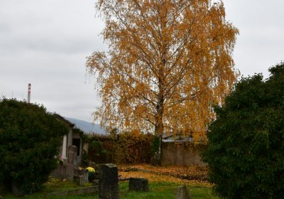 Novosedlice, Omnium, 2020