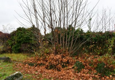 Novosedlice, Omnium, 2020