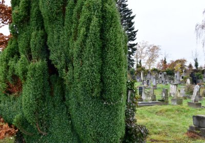 Novosedlice, Omnium, 2020