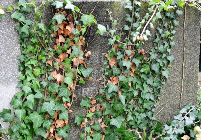 Novosedlice, Omnium, 2020