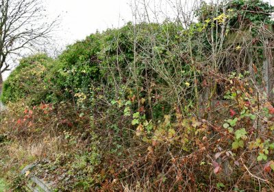 Novosedlice, Omnium, 2020