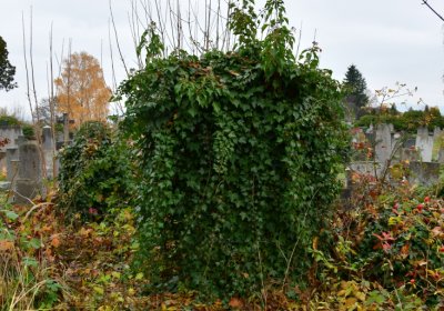 Novosedlice, Omnium, 2020