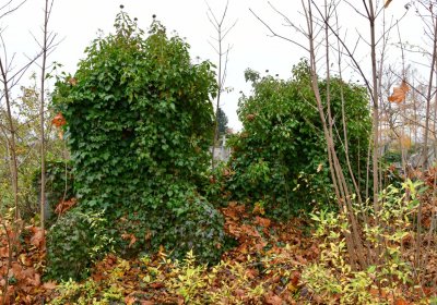 Novosedlice, Omnium, 2020