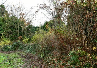 Novosedlice, Omnium, 2020