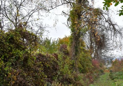 Novosedlice, Omnium, 2020