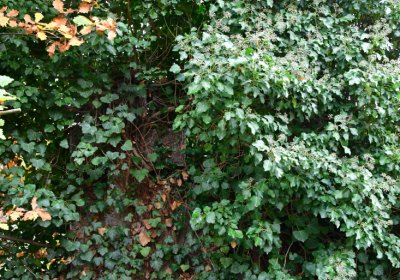 Novosedlice, Omnium, 2020