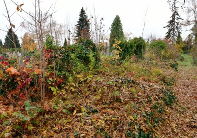 Novosedlice, Omnium, 2020