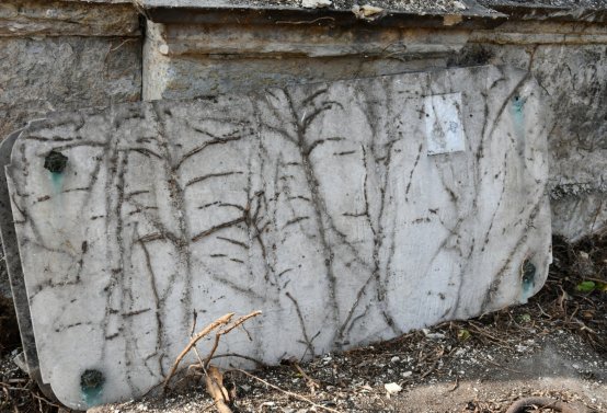 Nově dohledané nápisové desky po vyčištění hrobek u hřbitovní zdi, O.C., 2025