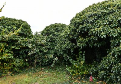 Rtyně nad Bílinou, Omnium, 2020