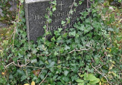 Brandov udržovaná část, Omnium, 2020