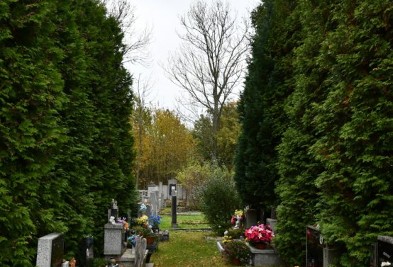 Brandov udržovaná část, Omnium, 2020