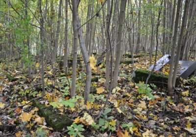 Brandov neudržovaná část, Omnium, 2020