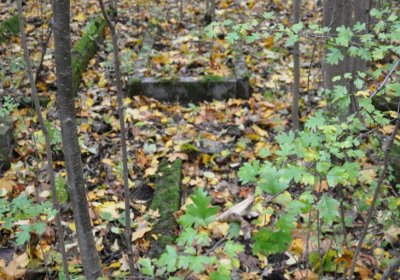 Brandov neudržovaná část, Omnium, 2020