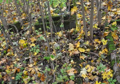 Brandov neudržovaná část, Omnium, 2020