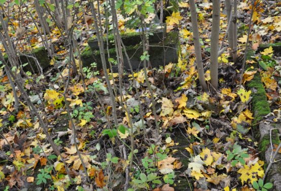 Brandov neudržovaná část, Omnium, 2020