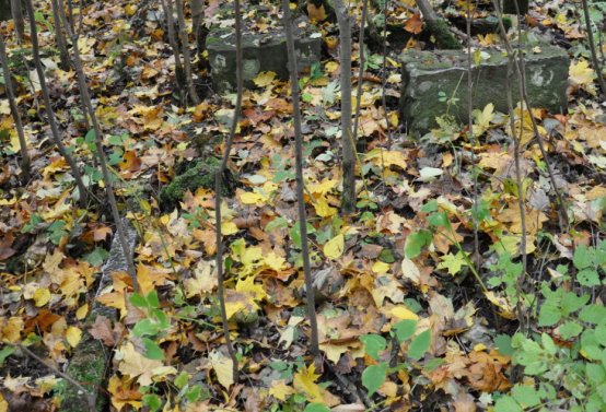 Brandov neudržovaná část, Omnium, 2020