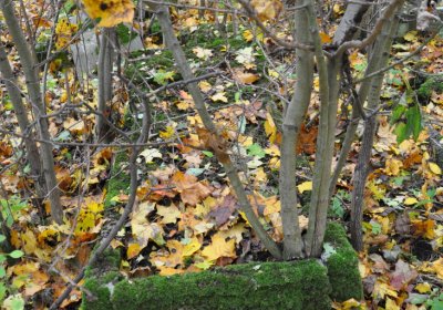 Brandov neudržovaná část, Omnium, 2020