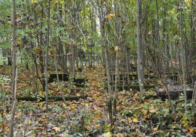 Brandov neudržovaná část, Omnium, 2020