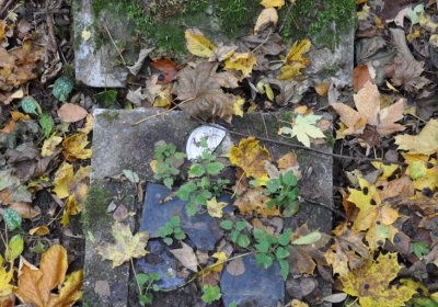 Brandov neudržovaná část, Omnium, 2020