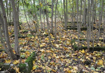 Brandov neudržovaná část, Omnium, 2020