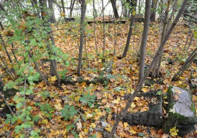 Brandov neudržovaná část, Omnium, 2020