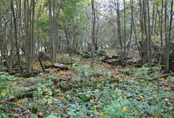 Brandov neudržovaná část, Omnium, 2020