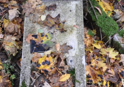 Brandov neudržovaná část, Omnium, 2020