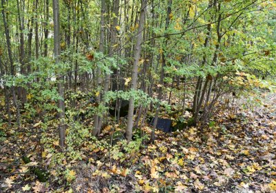 Brandov neudržovaná část, Omnium, 2020