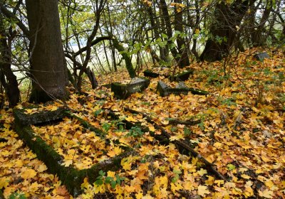 Brandov neudržovaná část, Omnium, 2020