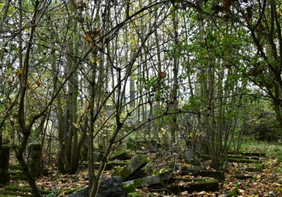 Brandov neudržovaná část, Omnium, 2020