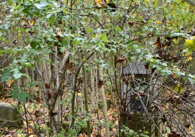 Brandov neudržovaná část, Omnium, 2020