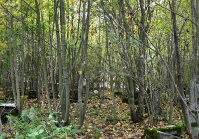 Brandov neudržovaná část, Omnium, 2020