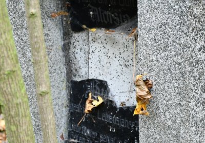 Brandov neudržovaná část, Omnium, 2020