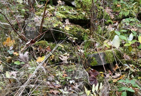 Brandov neudržovaná část, Omnium, 2020